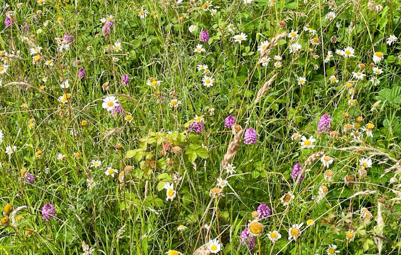 Patch of Pyramidal Orchids, Lawrence Weston, Bristol, June 2026