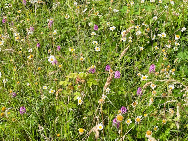 Patch of Pyramidal Orchids, Lawrence Weston, Bristol, June 2026