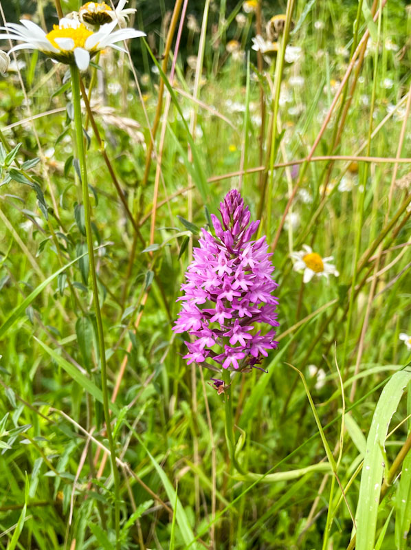 Pyramidal Orchid (Anacamptis pyramidalis), Lawrence Weston, Bristol, June 2026