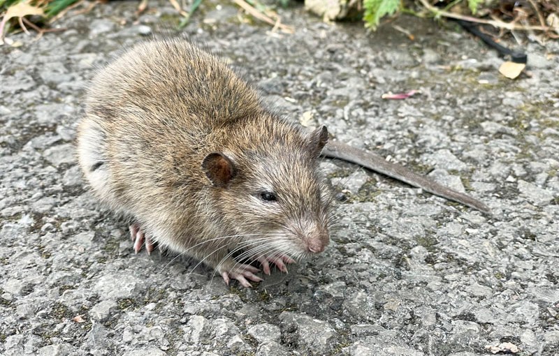 Brown Rat (Rattus norvegicus), River Avon, Bristol, May 2026