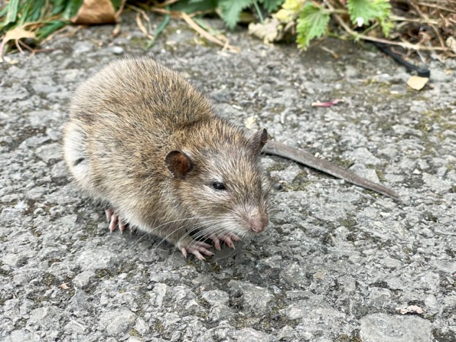 Brown Rat (Rattus norvegicus), River Avon, Bristol, May 2026