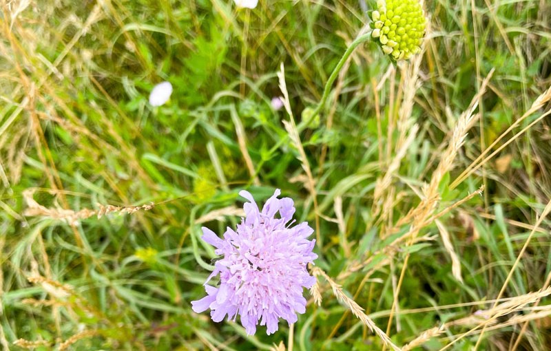 Field Scabious (Knautia arvensis), Stoke Park, Bristol, July 2026
