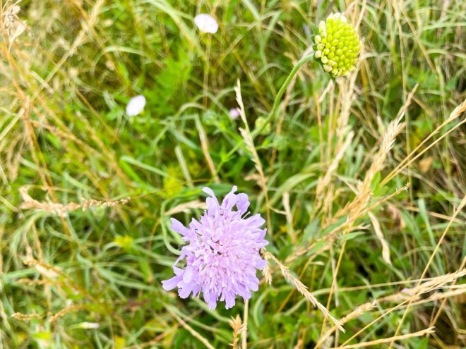 Field Scabious (Knautia arvensis), Stoke Park, Bristol, July 2026