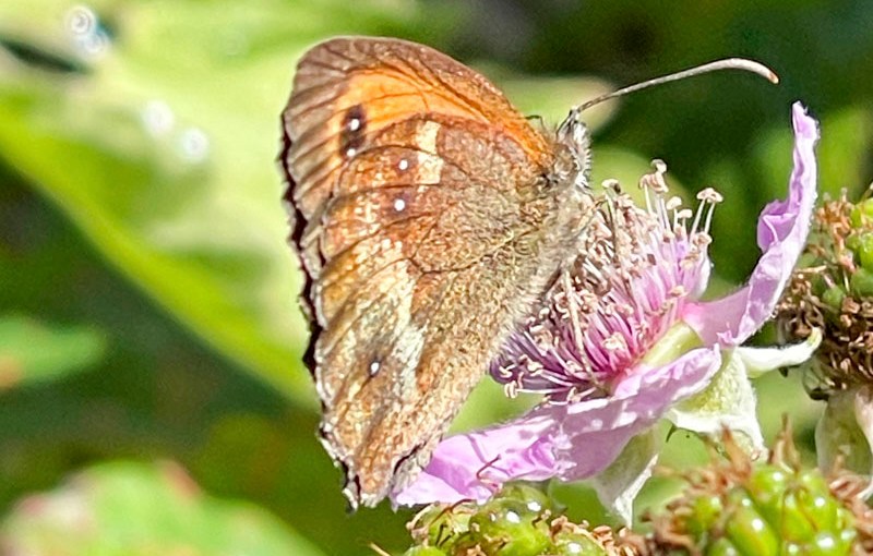 Gatekeeper (Pyronia tithonus), Aberporth, Ceredigion, Wales, July 2026