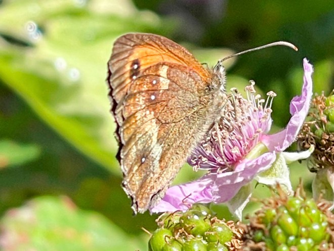 Gatekeeper (Pyronia tithonus), Aberporth, Ceredigion, Wales, July 2026