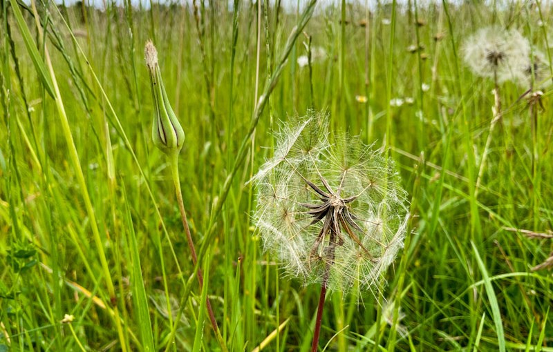 Goat's-Beard (Tragopogon pratensis), Stoke Park, Bristol, June 2026