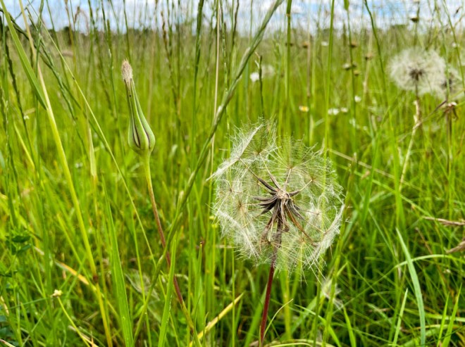 Goat's-Beard (Tragopogon pratensis), Stoke Park, Bristol, June 2026