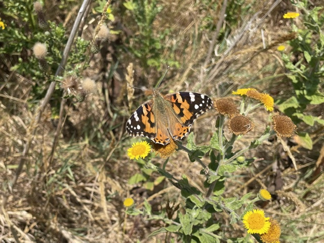 Painted Lady