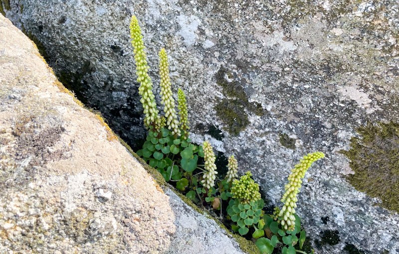 Wall Pennywort (Umbilicus rupestris), Helman Tor, Mid Cornwall Moors National Nature Reserve, Cornwall, May 2026