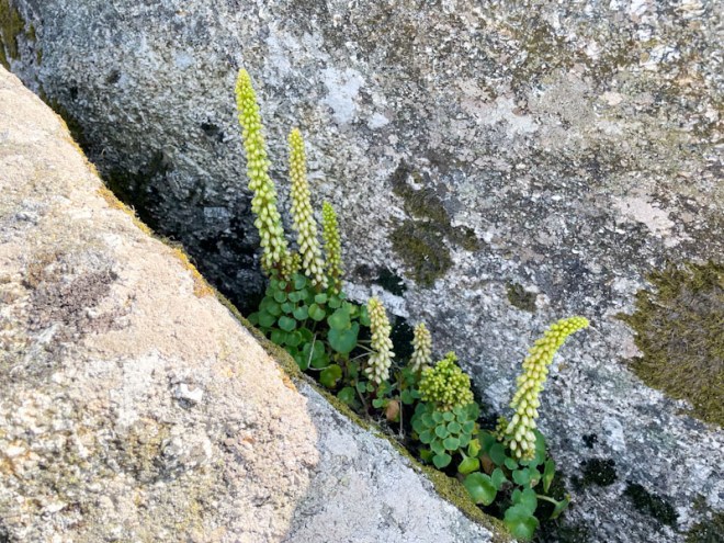 Wall Pennywort (Umbilicus rupestris), Helman Tor, Mid Cornwall Moors National Nature Reserve, Cornwall, May 2026