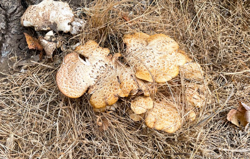 Dryad’s Saddle