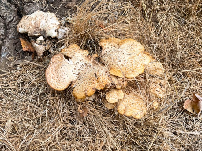 Dryad's Saddle (Cerioporus squamosus), Kings Weston, Bristol, August 2026
