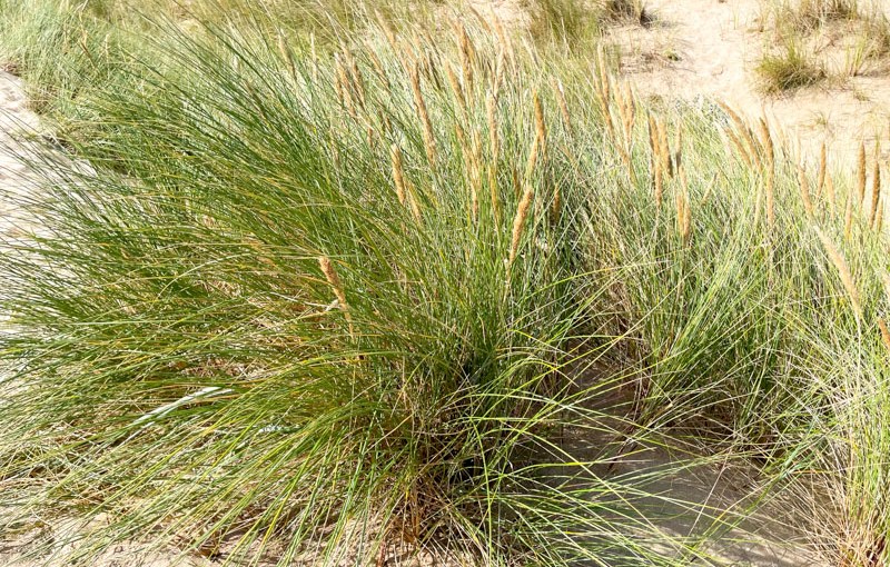 Marram Grass (Calamagrostis arenaria), Holywell, South West Coast Path, Cornwall, August 2026
