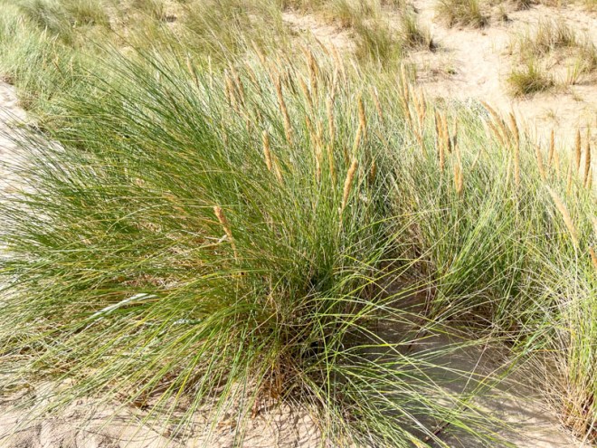 Marram Grass (Calamagrostis arenaria), Holywell, South West Coast Path, Cornwall, August 2026