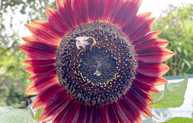 Sunflower, Autumn Beauty, Redland, Bristol, August 2026