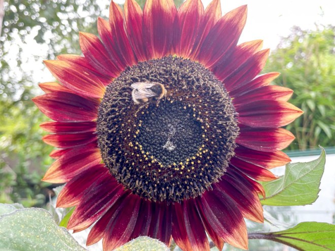Sunflower, Autumn Beauty, Redland, Bristol, August 2026