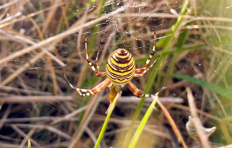 Wasp Spider