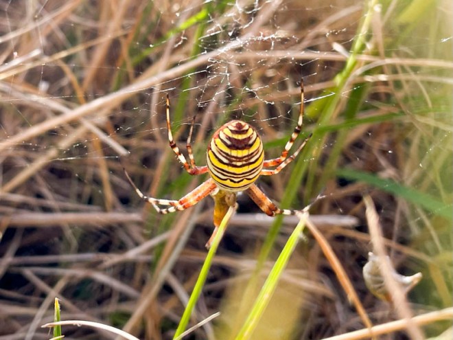 Wasp Spider (Argiope bruennichi), Rimac Nature Reserve, Lincolnshire Coronation Coast National Nature Reserve, Lincolnshire, August 2026