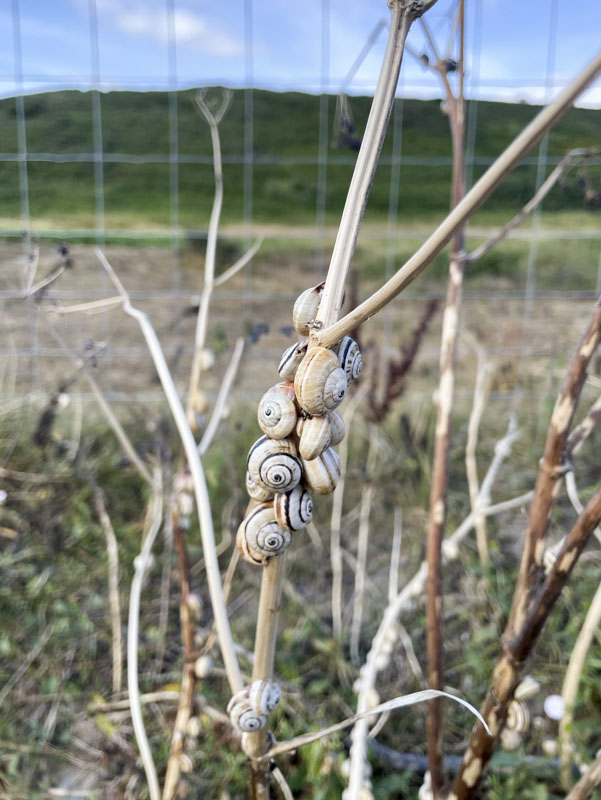 White Italian Snail (Theba pisana), Holywell, South West Coast Path, Cornwall, August 2026