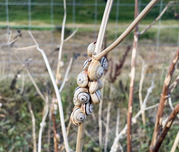 White Italian Snail (Theba pisana), Holywell, South West Coast Path, Cornwall, August 2026