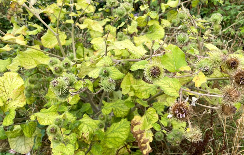 Greater burdock