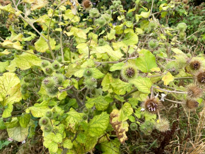 Greater burdock (Arctium lappa), Frome Lane, Bristol, August 2026